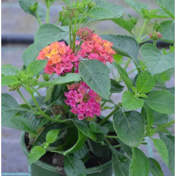 Lantana camara Gem™ 'Diva Pink' – lantana